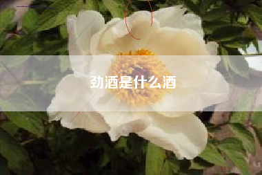 勁酒是什么酒