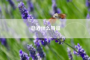 勁酒什么特征