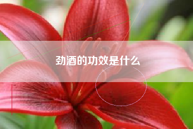 勁酒的功效是什么