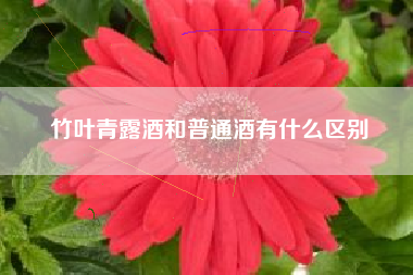 竹葉青露酒和普通酒有什么區(qū)別