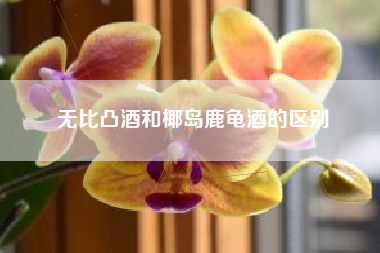 無比凸酒和椰島鹿龜酒的區(qū)別