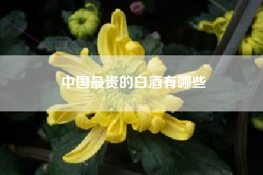 中國最貴的白酒有哪些