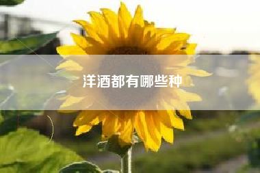 洋酒都有哪些種