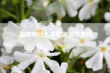 鎖陽(yáng)和什么搭配泡酒效果好
