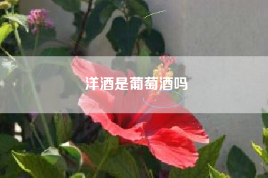 洋酒是葡萄酒嗎