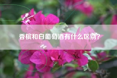 香檳和白葡萄酒有什么區(qū)別？