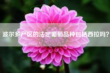 波爾多產(chǎn)區(qū)的法定葡萄品種包括西拉嗎？